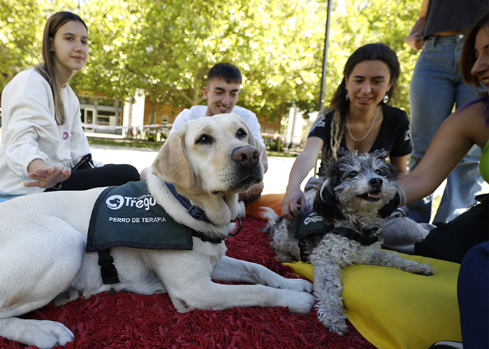 Estudiantes UC disfrutaron del siestario, mascotas antiestrés y más en la semana Tómate una Pausa